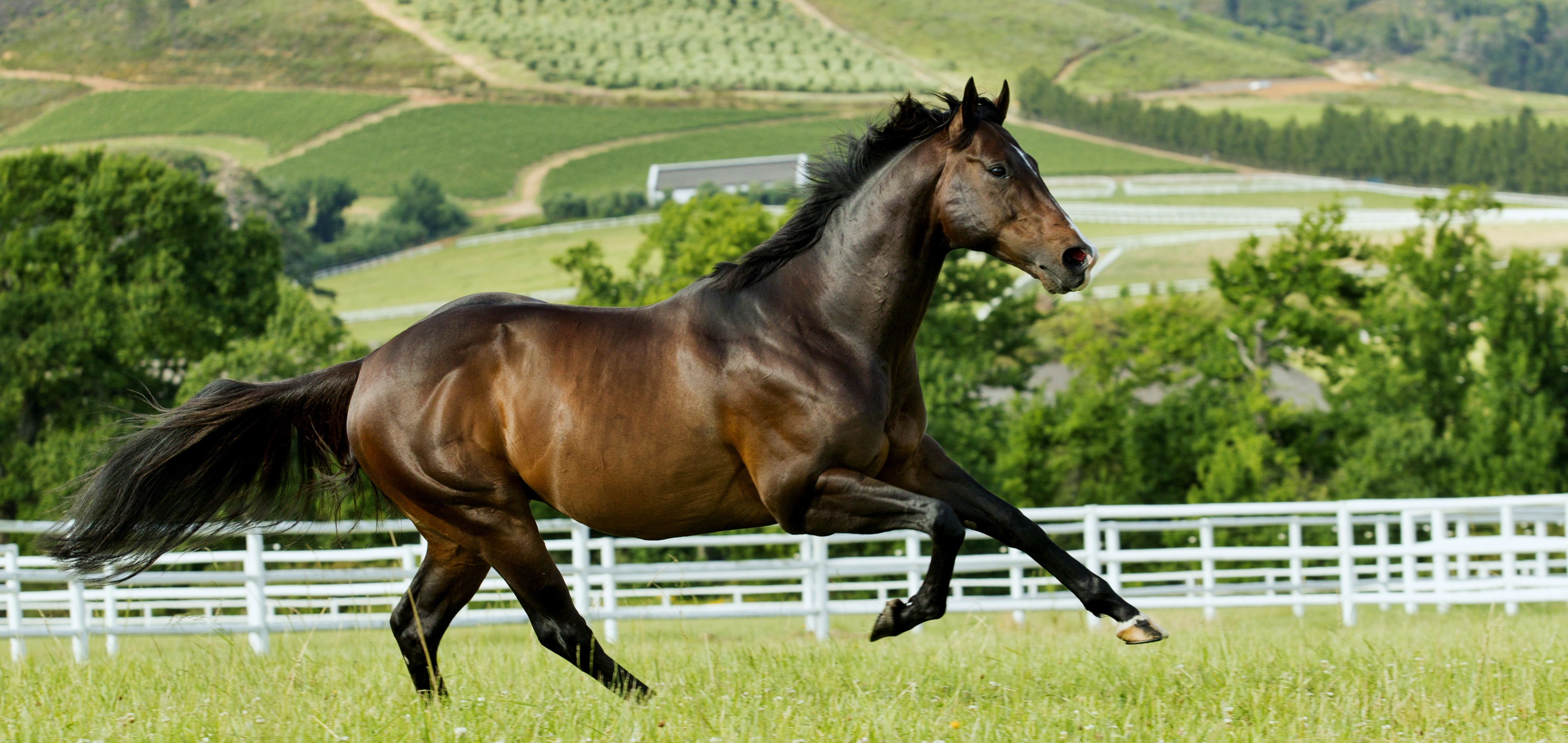 Faster Than A Horse? The Zebra'S Incredible Sprint! - gx54nfi