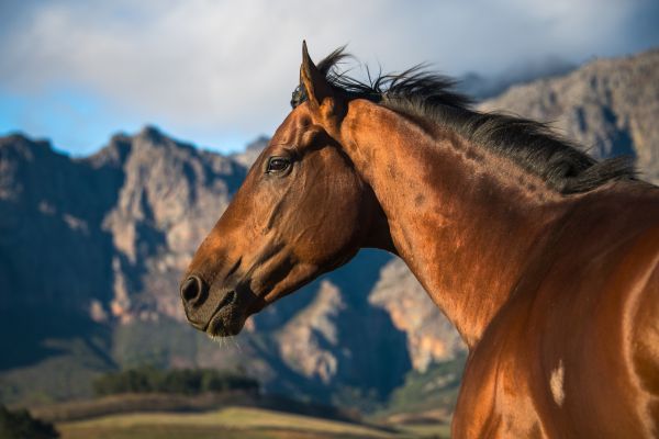 Drakenstein Stud Farm | SMART DEBUT WINNER FOR FUTURA